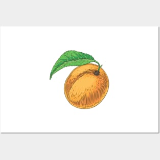 Apricot Posters and Art